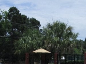 Wildwood Apartments Thomasville GA Pool